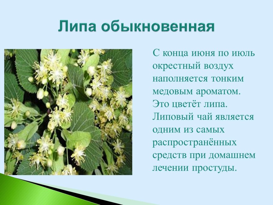 Веточка с желудями