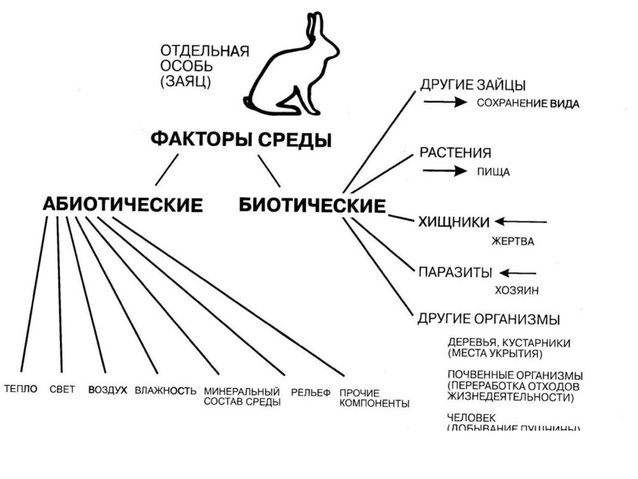Описание листа дуба красного