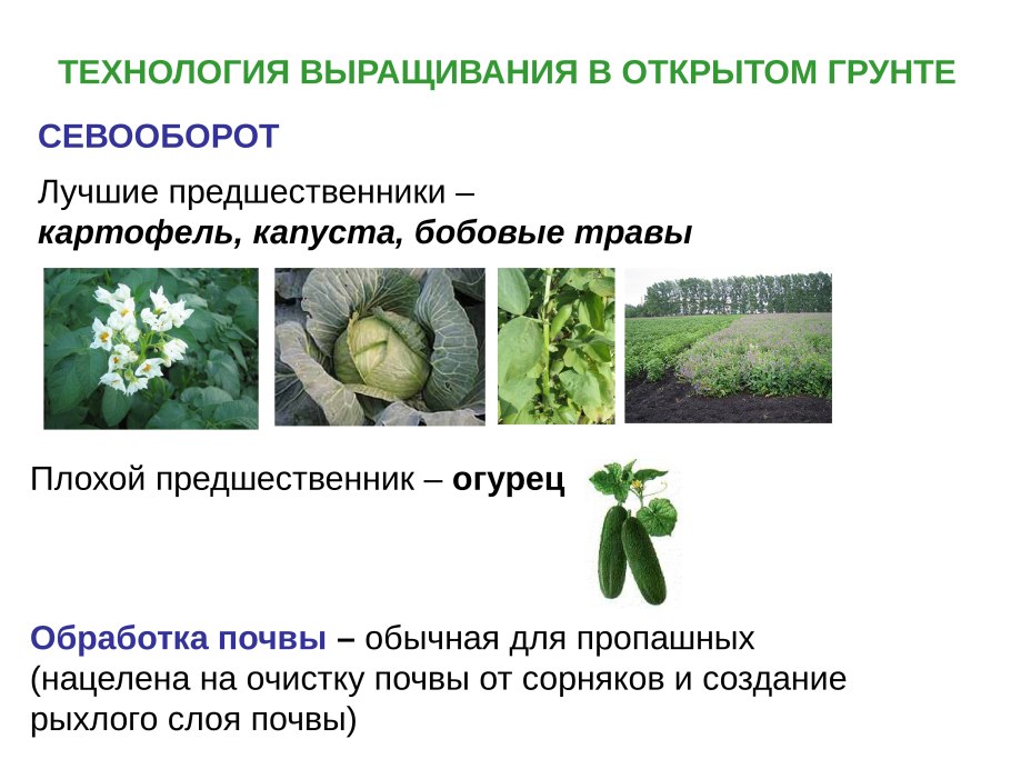 Лекарственные растения список