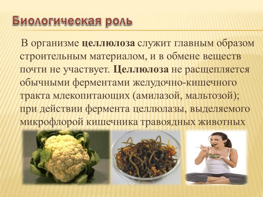 Клейстотеций мучнистой росы