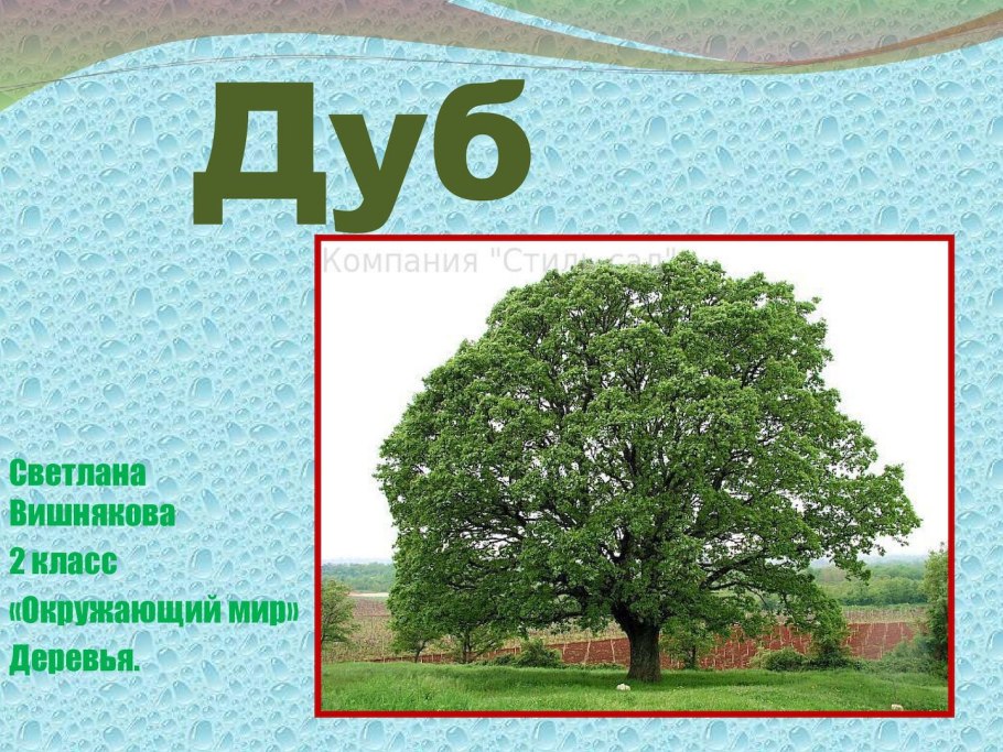Окружающий мир деревья дуб