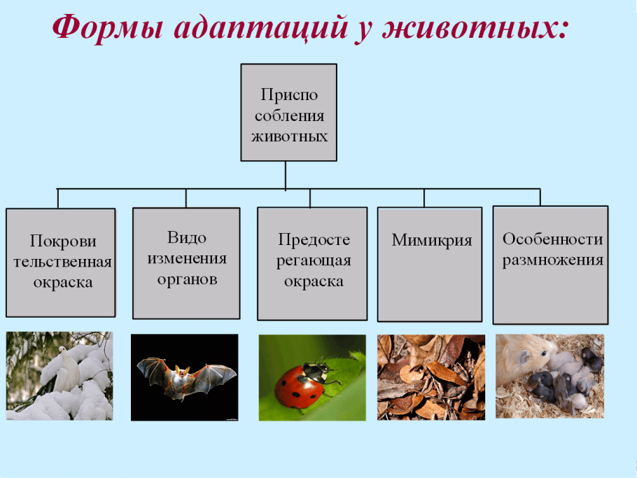 Жизненный цикл дуба