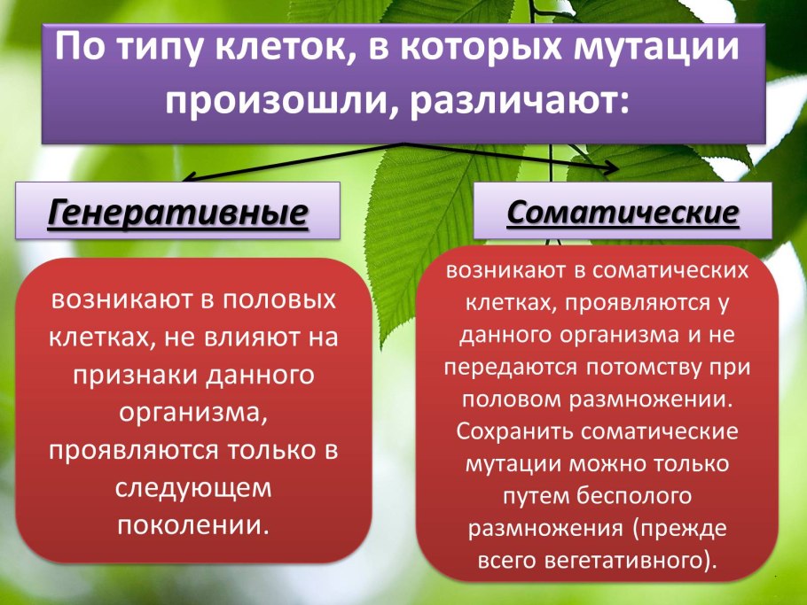 Описание деревьев для детей