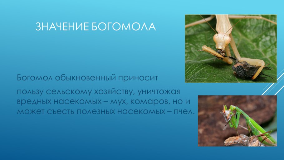 Рост дерева для дошкольников