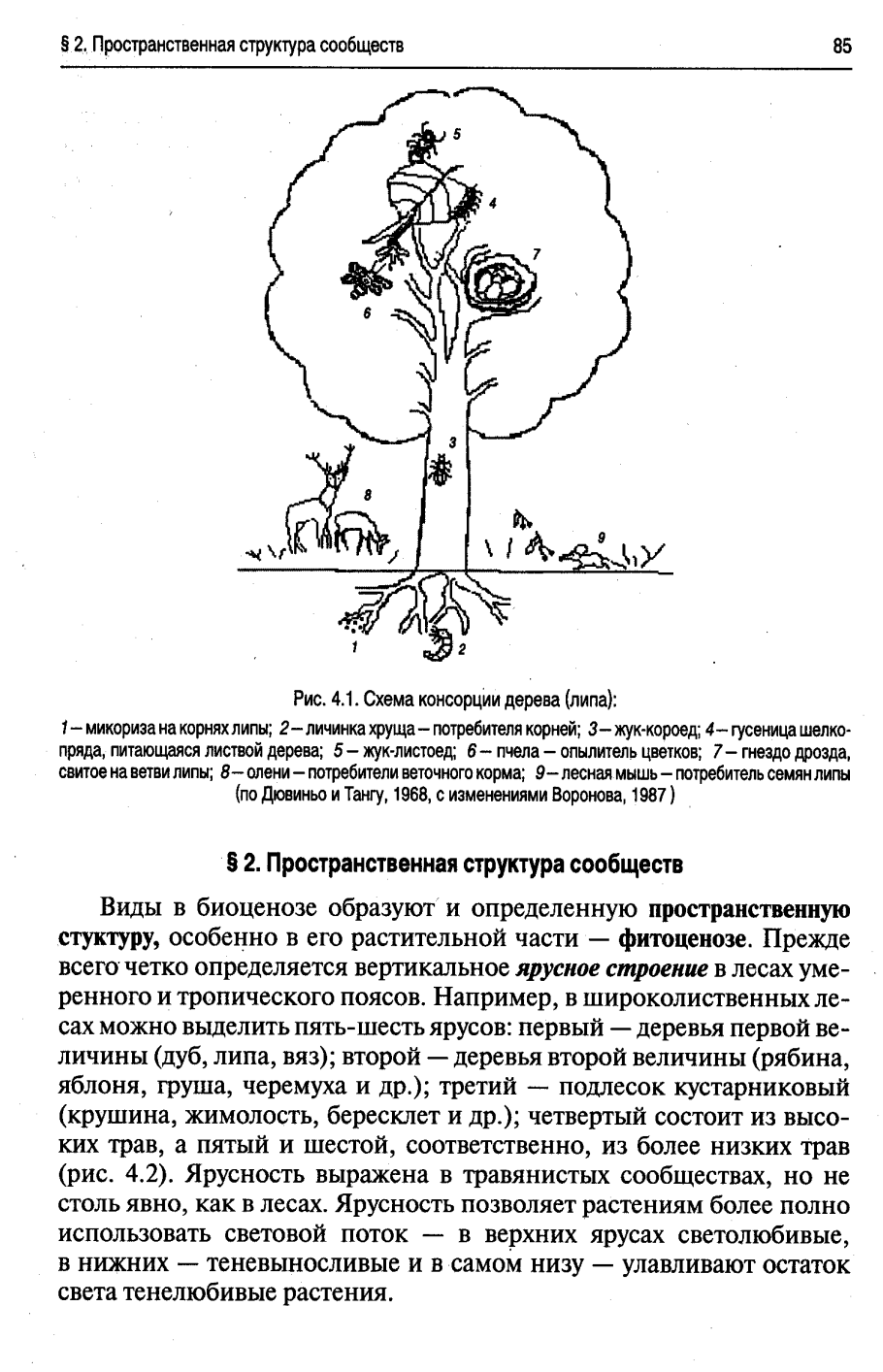 Листок дуба