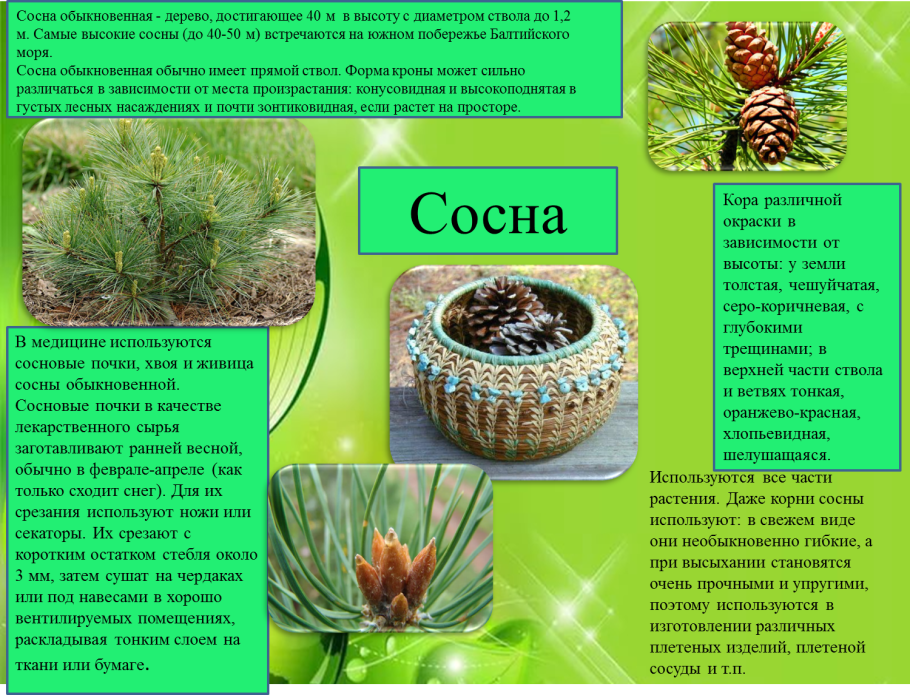 Дуб черешчатый местообитание