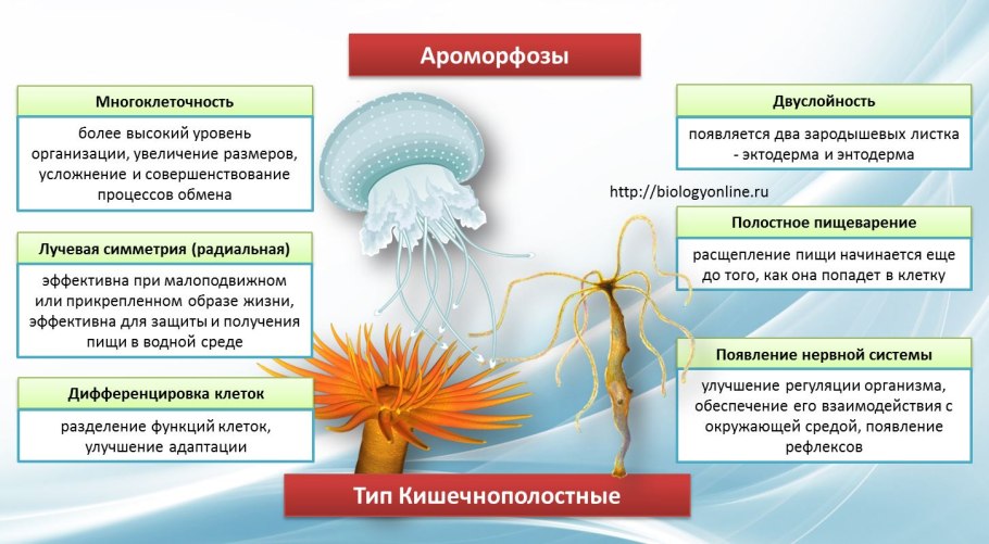 Жизненный цикл дерева
