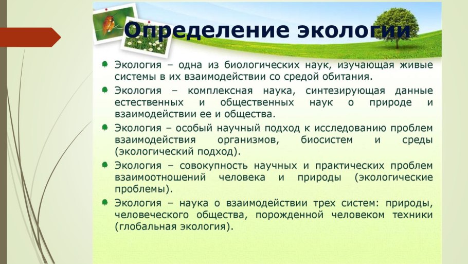 Строение папоротниковидных растений