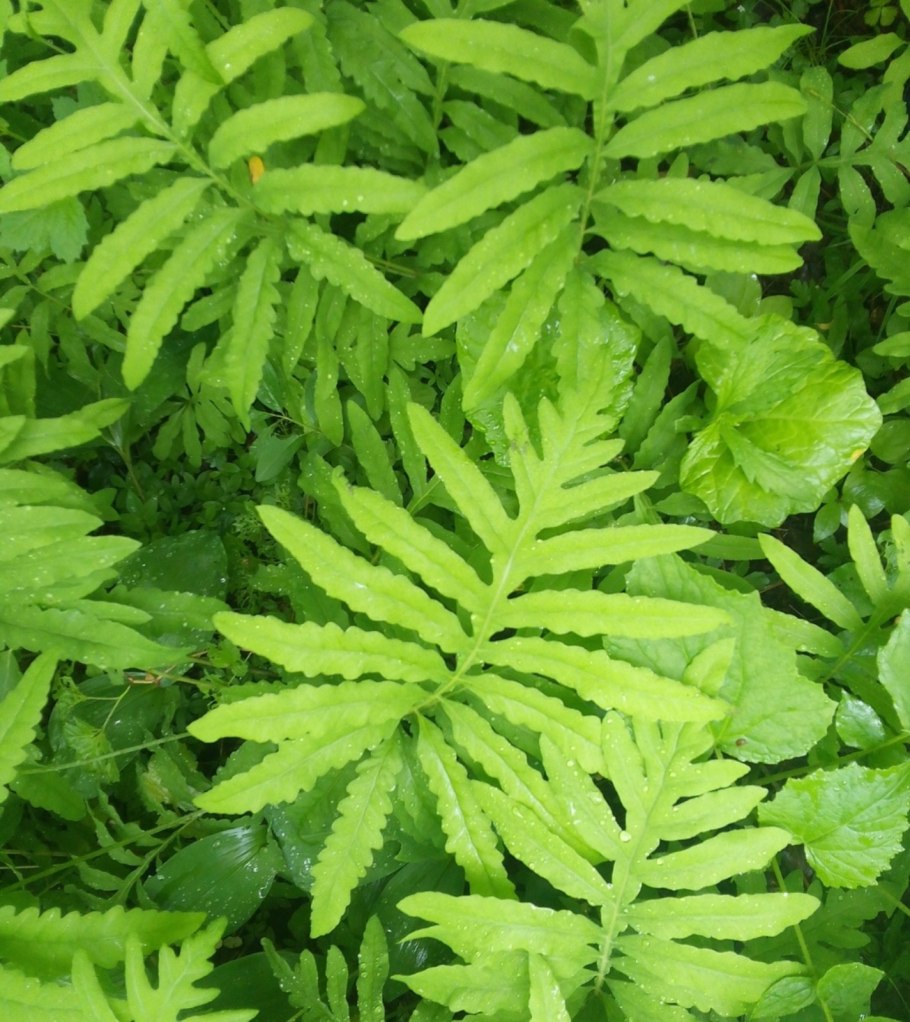 Бисерный папоротник (Onoclea sensibilis) у воды