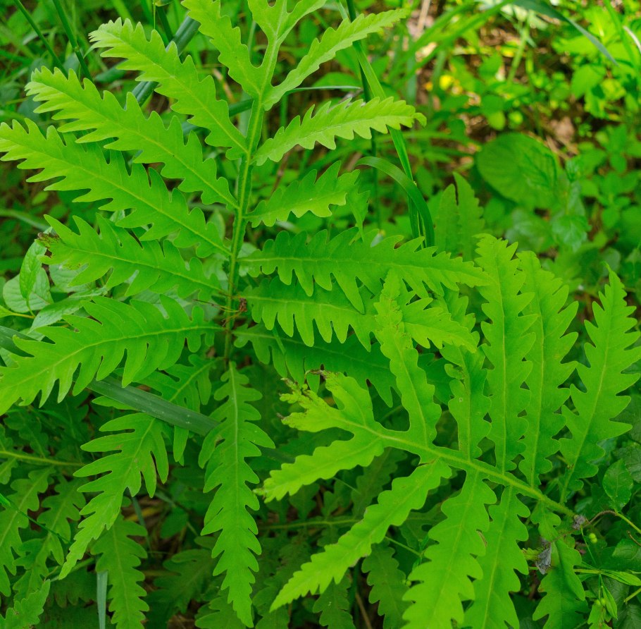 Sensitive Fern