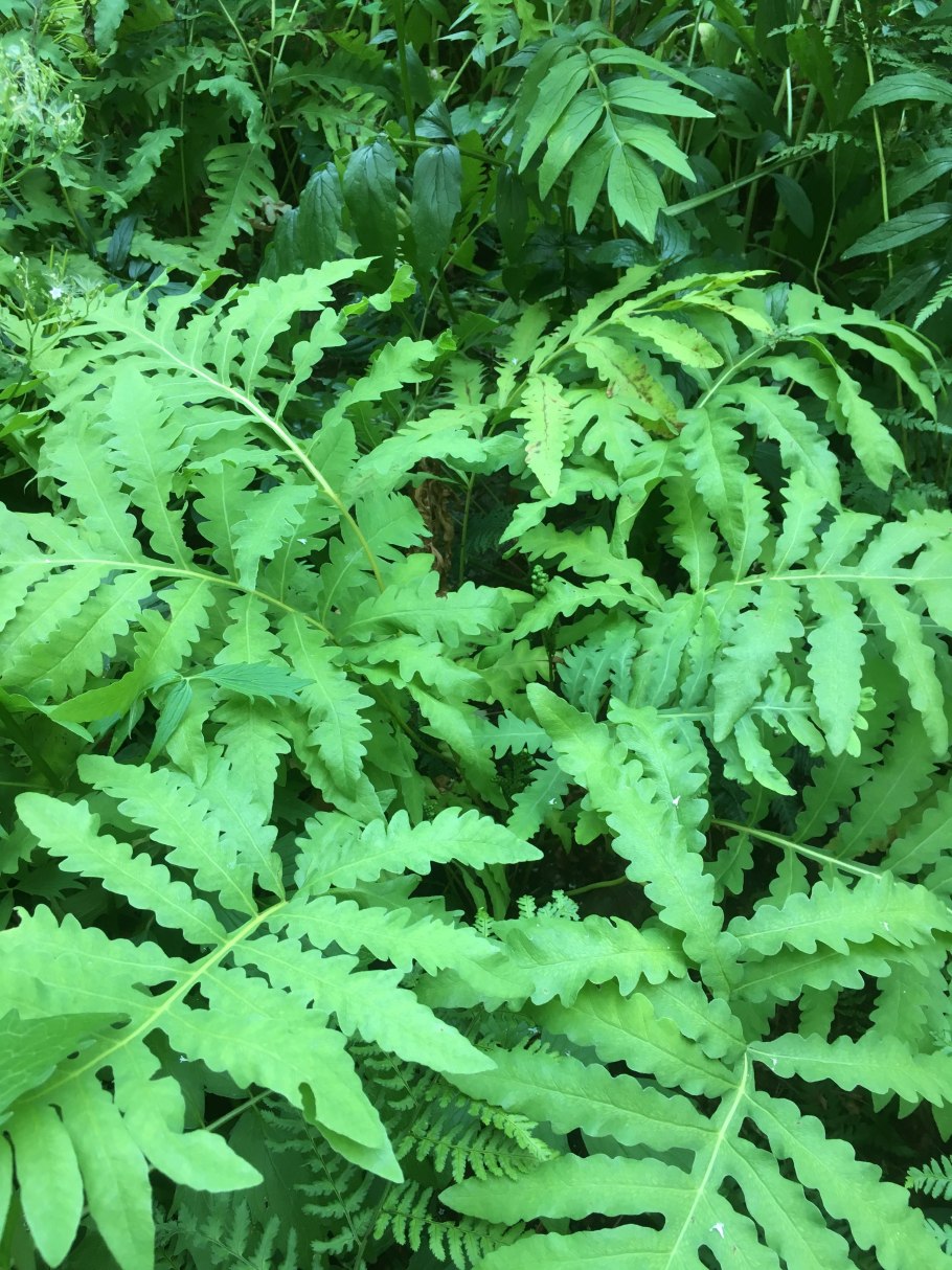 Matteúccia struthiópteris рахис