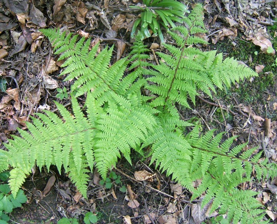 Onoclea sensibilis