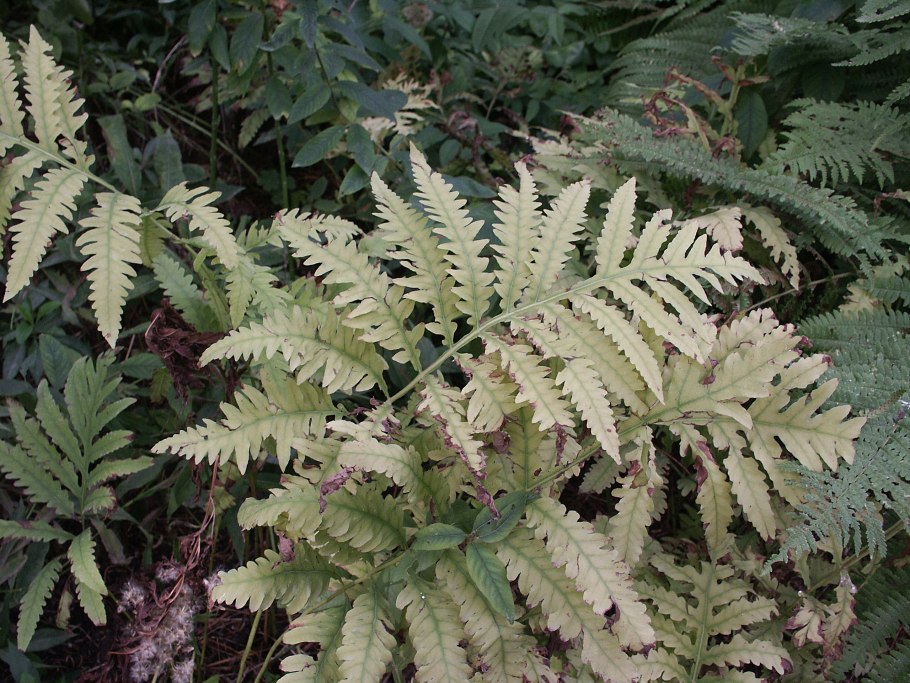(Onoclea sensibilis) размножение