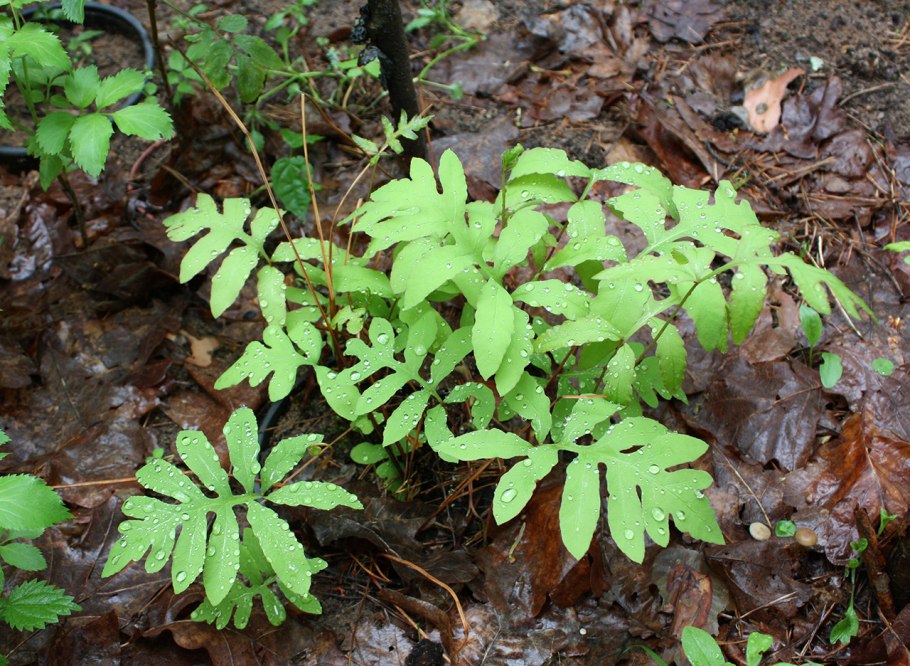 Onoclea sensibilis v. ‘Dwarf’