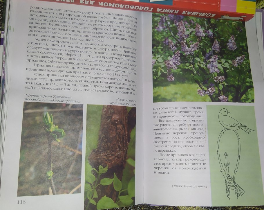Размножение сирени черенками