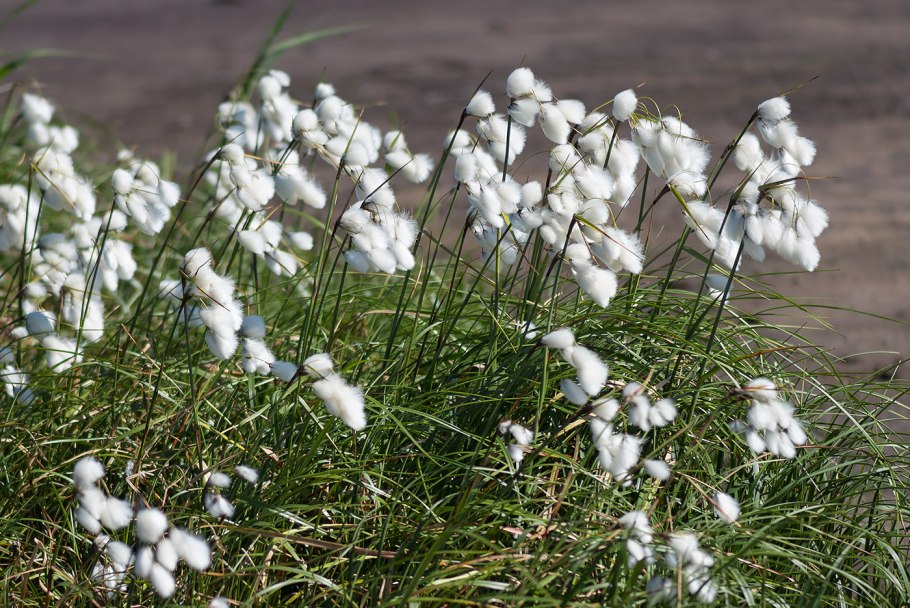 Пушица узколистная (Eriophorum angustifolium)