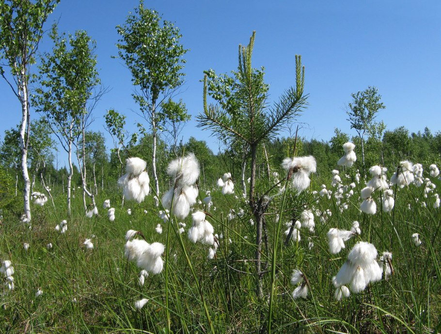 Душица узколистная(Eriophorum angustifolium)