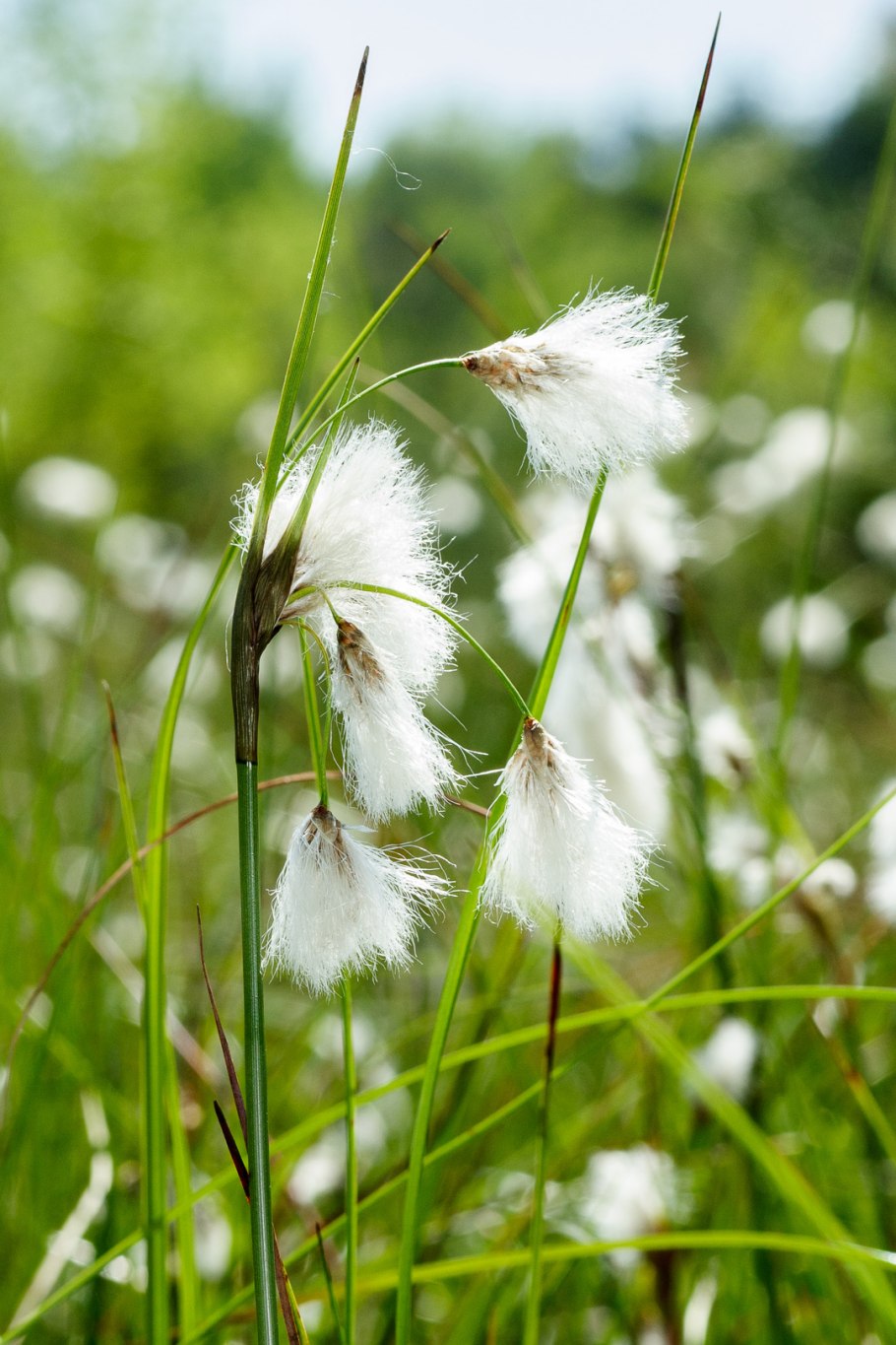 Пушица (Eriophorum)