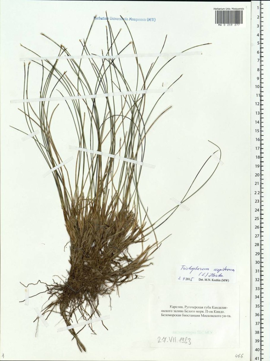Baeothryon cespitosum