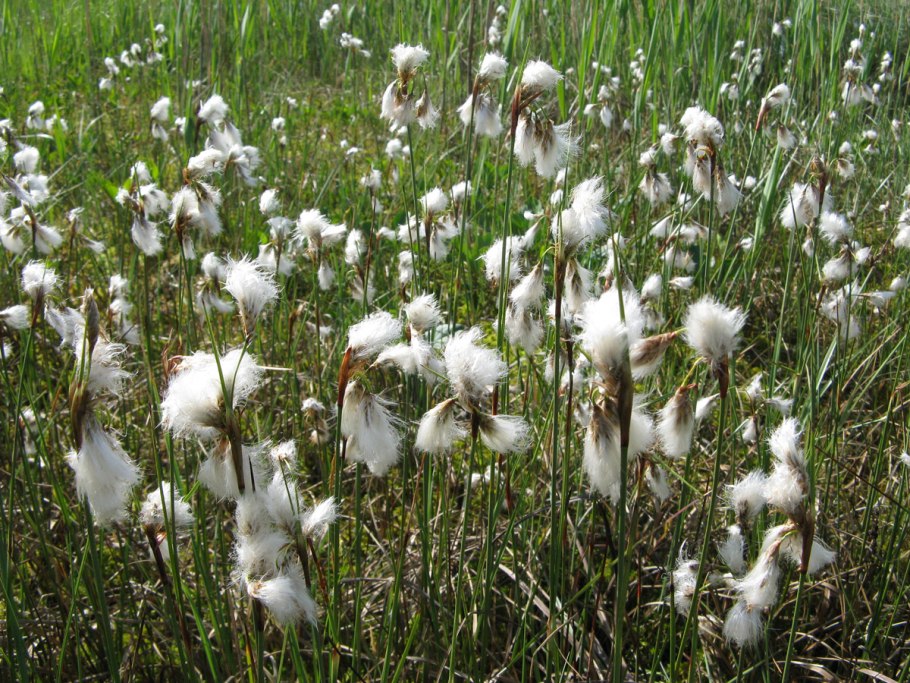 Пушица узколистная (Eriophorum angustifolium)