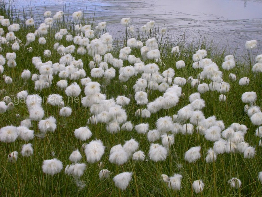 Пушица Шейхцера (Eriophorum scheuchzeri)