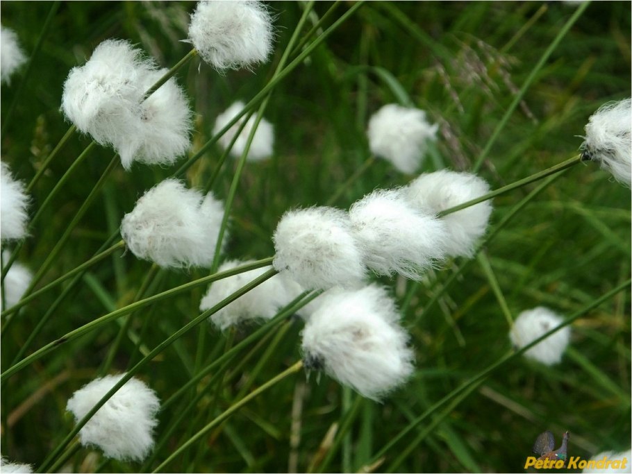 Пушица влагалищная Eriophorum vaginatum