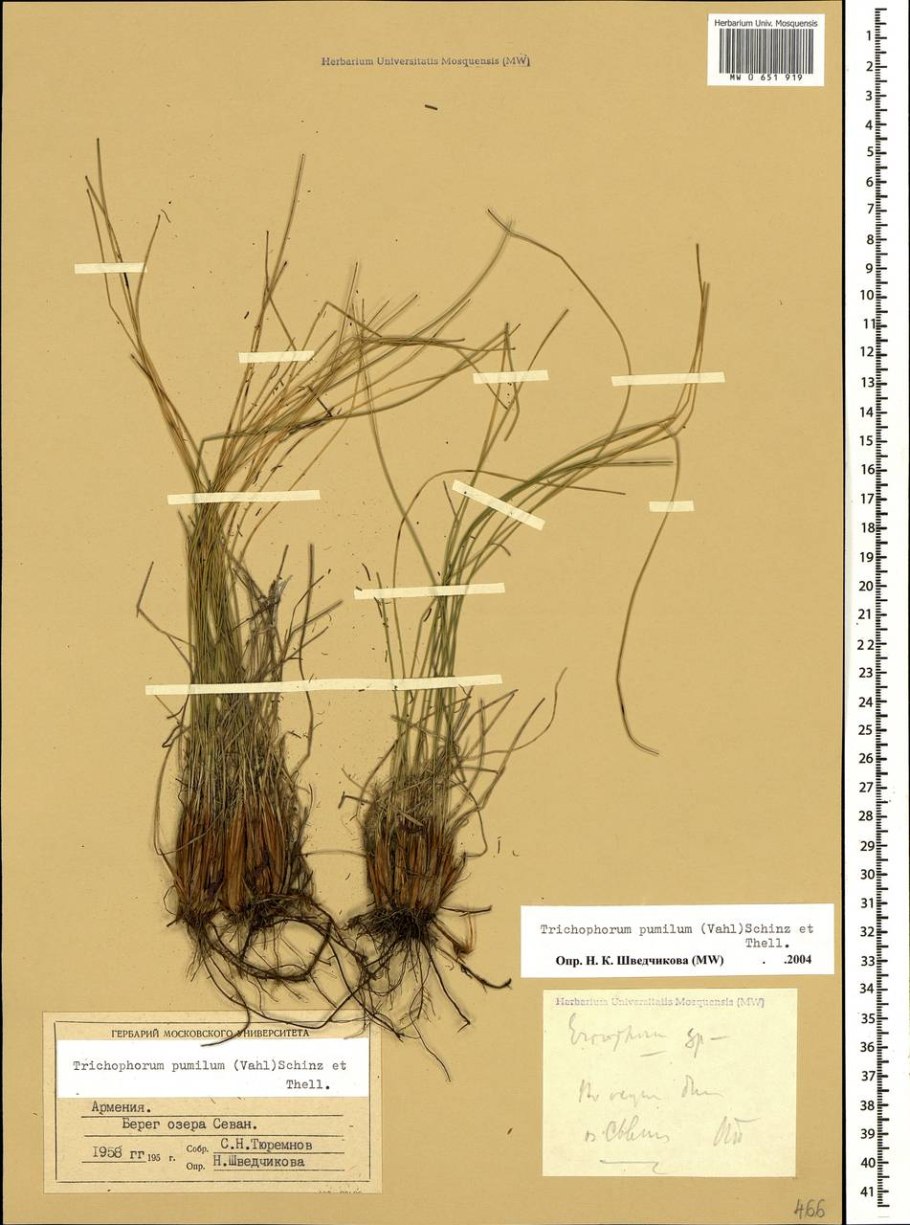 Trichophorum pumilum
