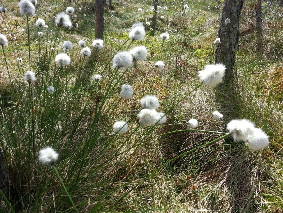 Пушица влагалищная Eriophorum vaginatum