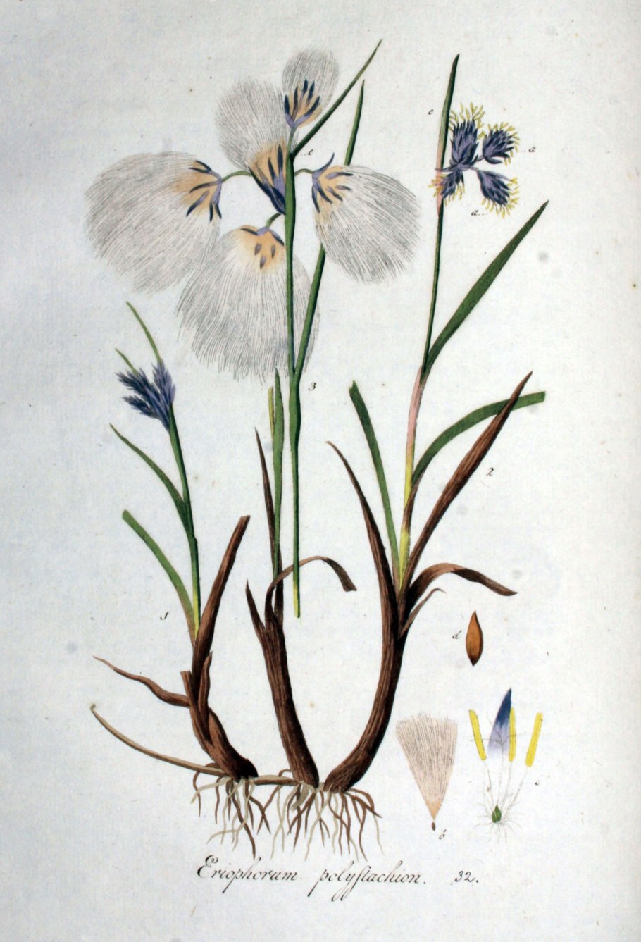 Eriophorum polystachion