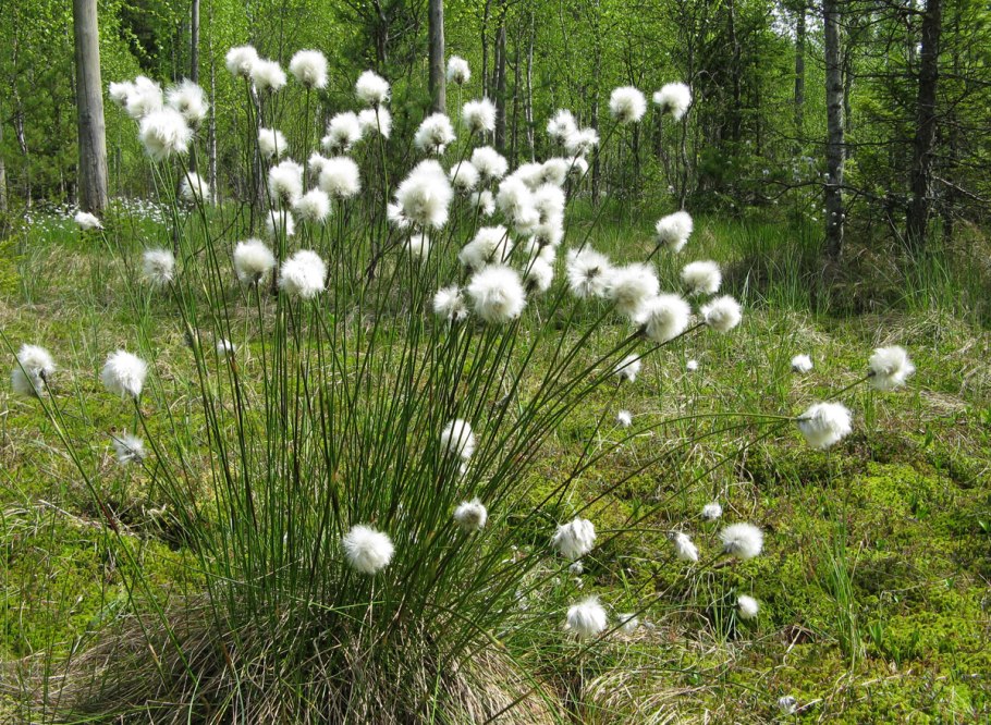 Пушица Шейхцера (Eriophorum scheuchzeri)