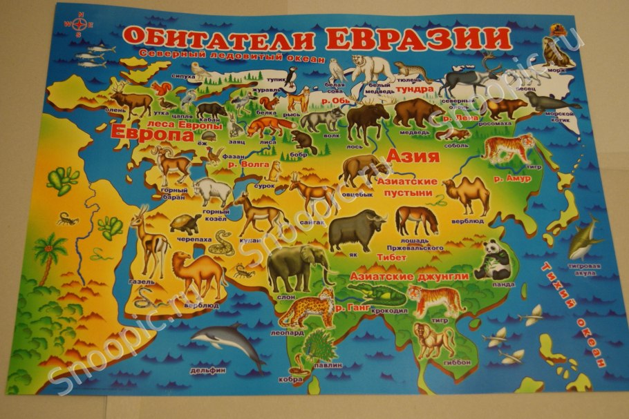 Костянка Арктическая