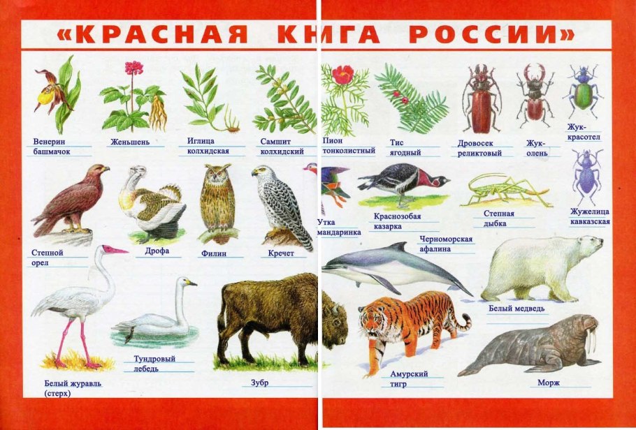 Протея артишоковая Южная Америка