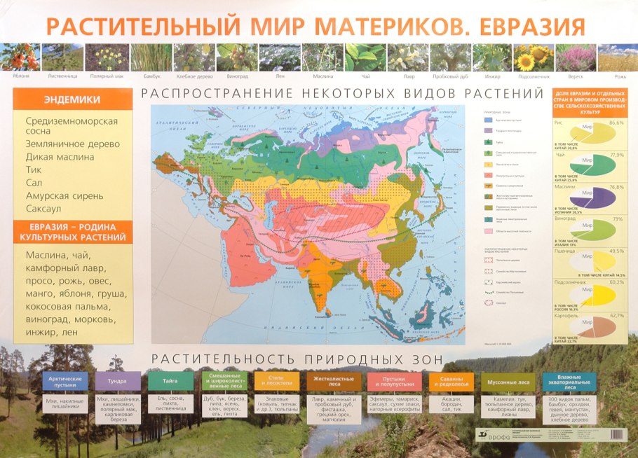 Евразия материк растительный мир