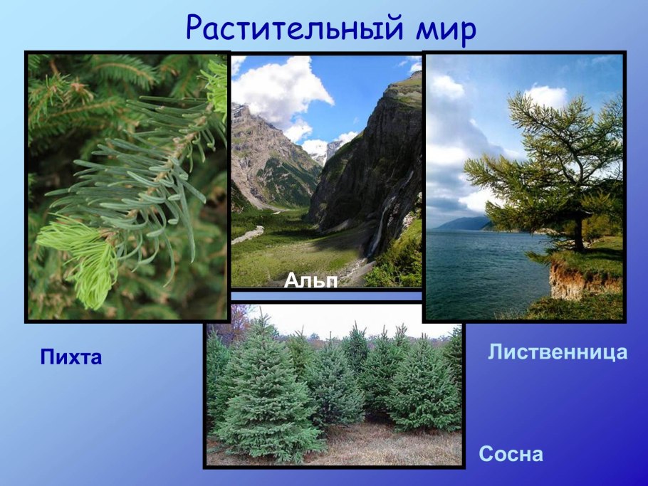 Раффлезия Арнольди плод