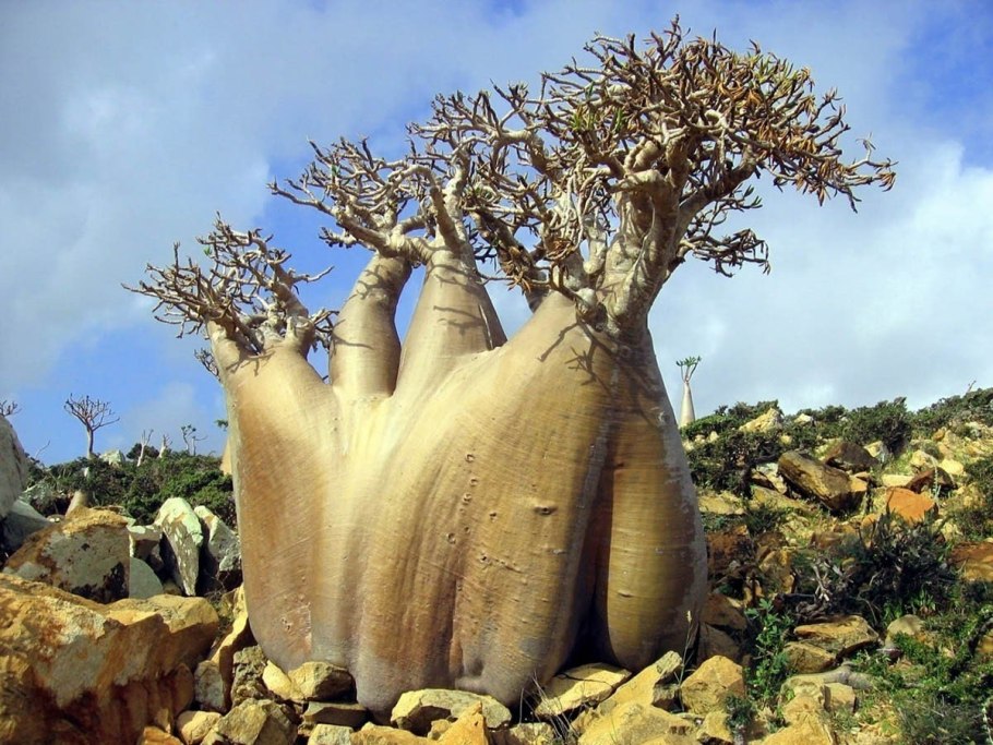 Telopea speciosissima