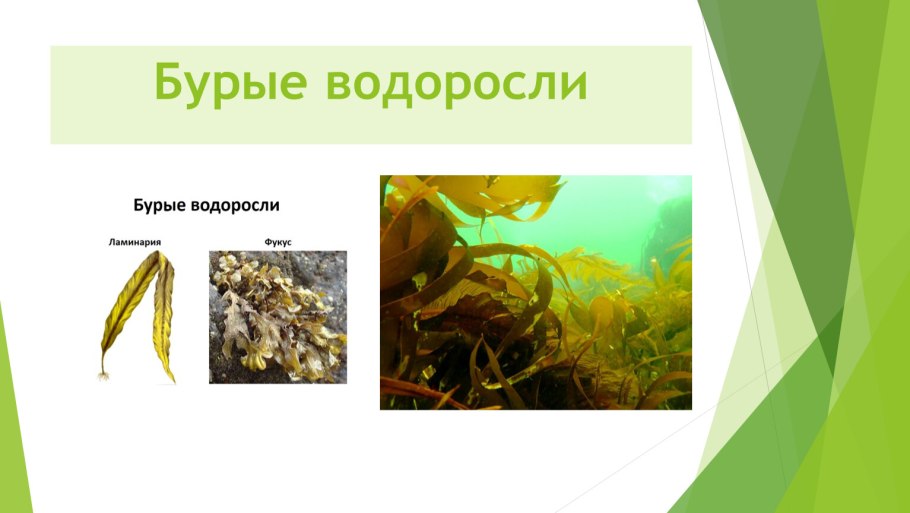 Бурые водоросли Тип питания