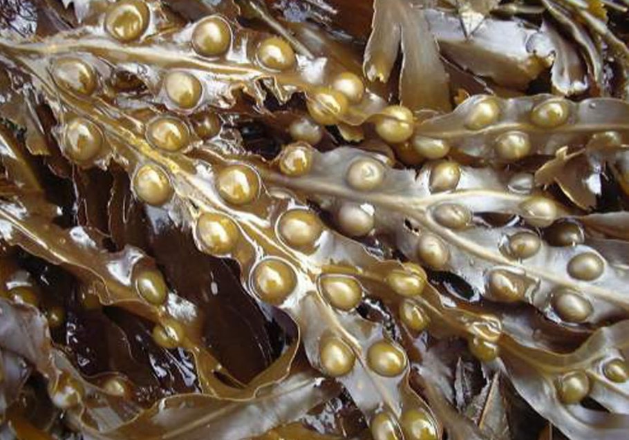 Альгиновая кислота водоросли