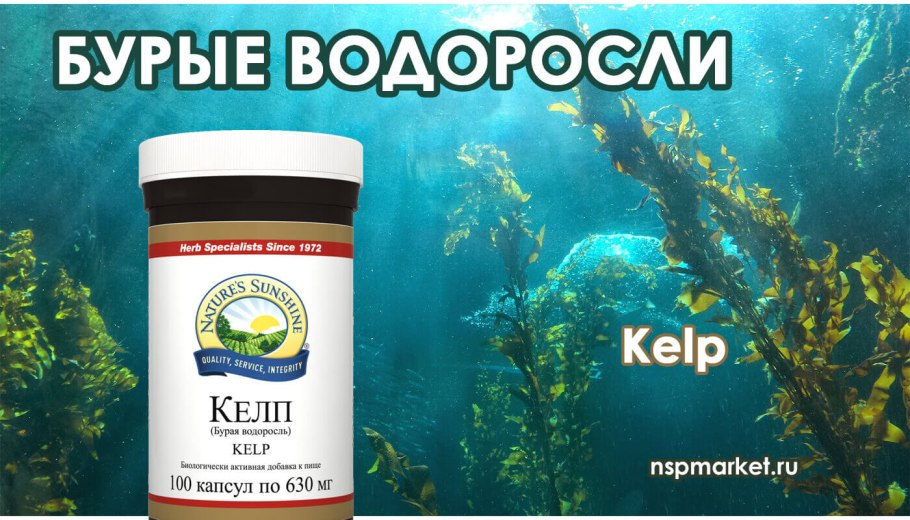 Цикл размножения бурых водорослей