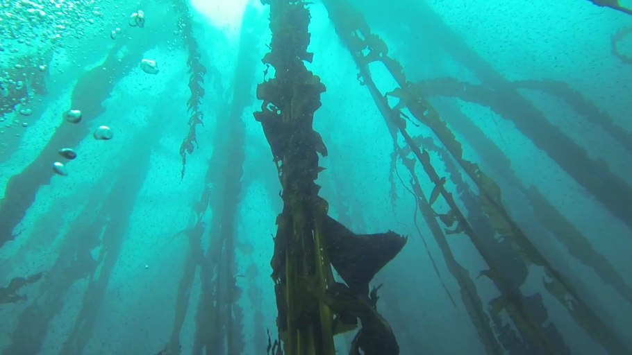 Морские фермы по разведению водорослей