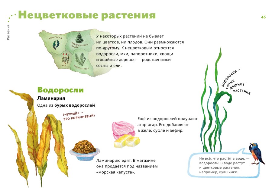 Биология таблица признаки водорослей