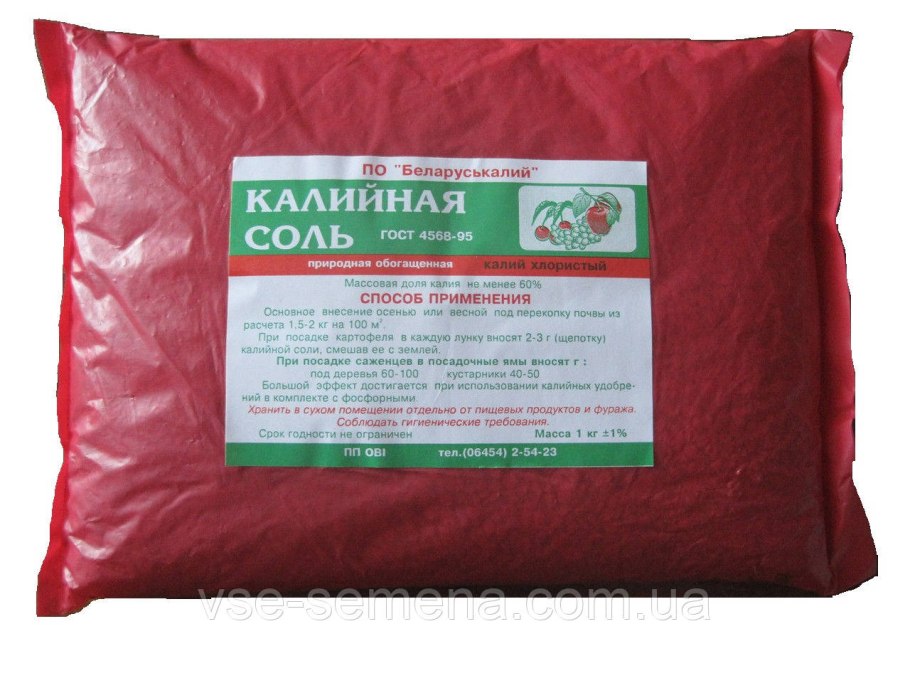 Водоросли 5 класс биология Пасечник