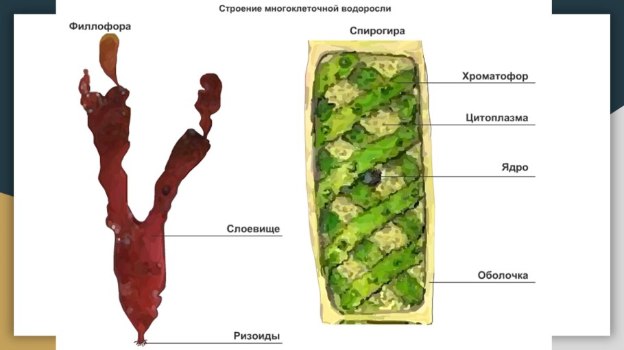 Культивирование сине-зеленых водорослей