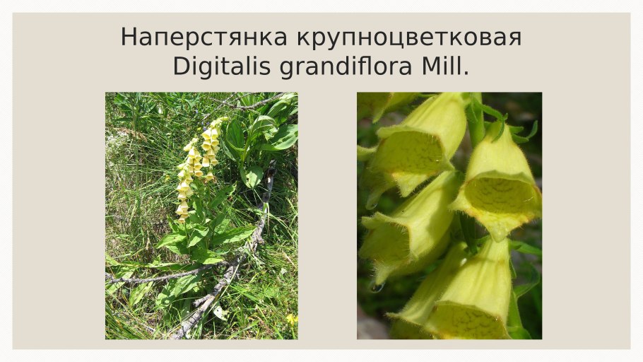 Какие бывают растения
