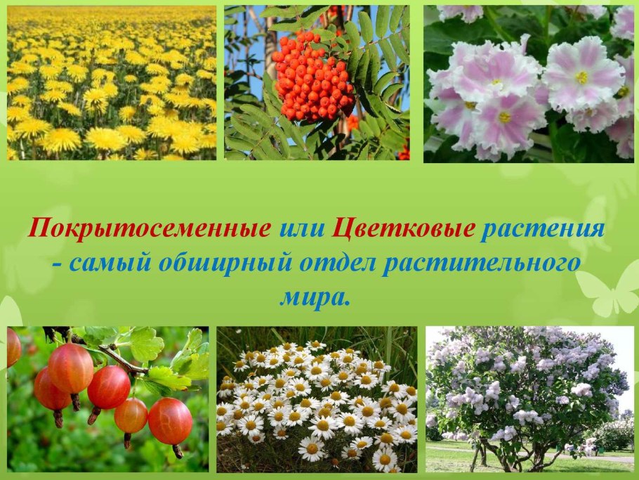 Виды сорных растений
