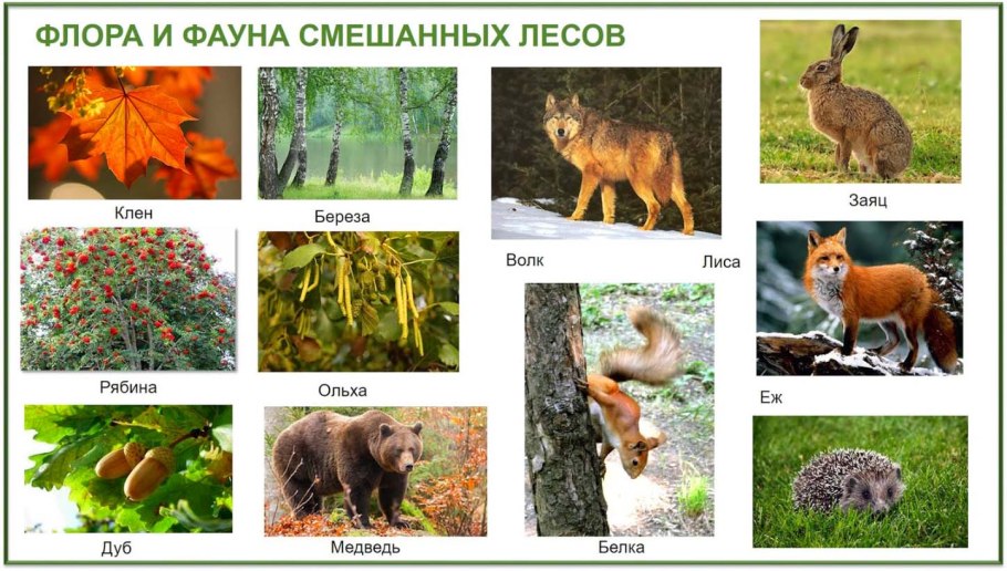 Наперстянка крупноцветковая жилкование