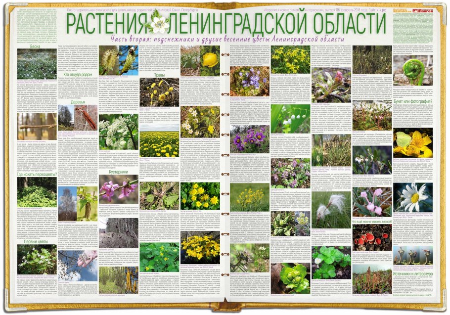 Жизненные формы растений деревья травы кустарники кустарнички