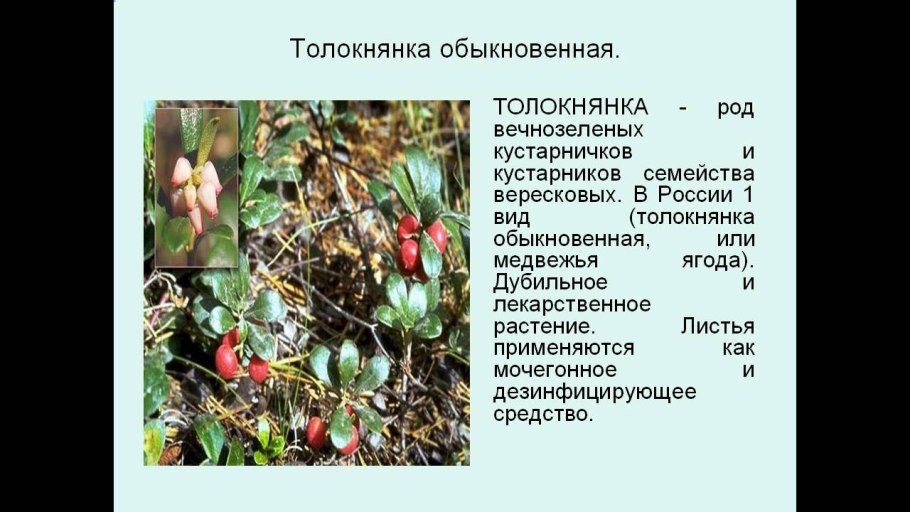 Раскидистая форма кроны