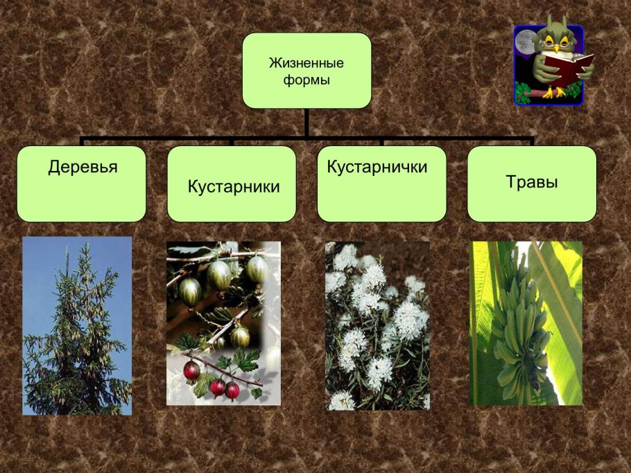 Царства растений подцарства и отделы