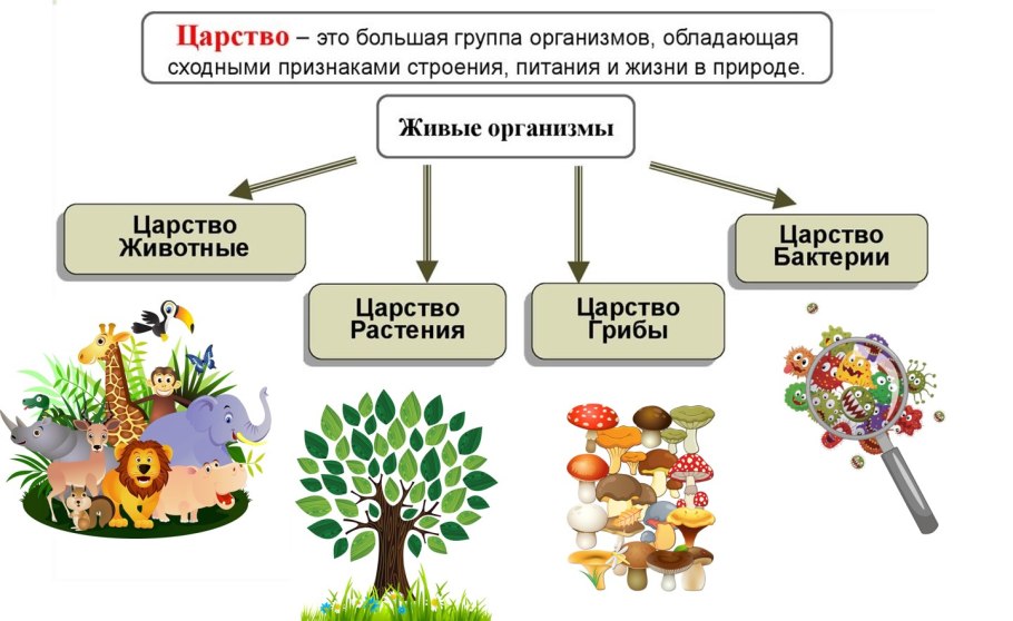 Тахтаджян систематика высших растений
