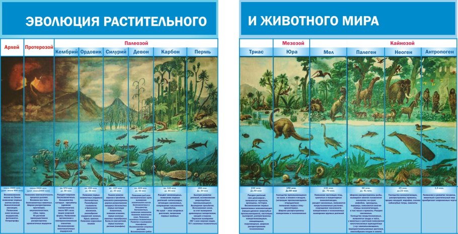 Представители царства растений 5 класс биология